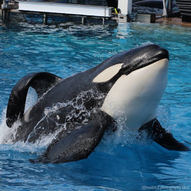 SeaWorld Wants to Buy Huge Theme Park Company