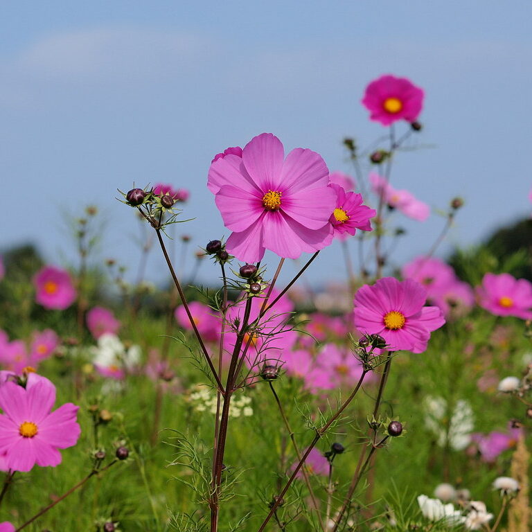 The Necessity of Beauty and Leisure in a Tragic World