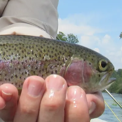 John Golf’s “Putting Around the USA”: The Blue Ridge Trout Festival