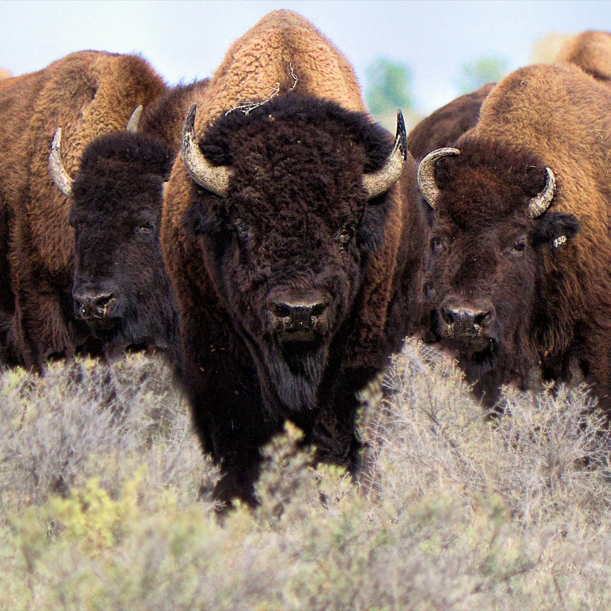 Battle of the Bison — Why Montana Is Ground Zero for an Ecotourism Fight