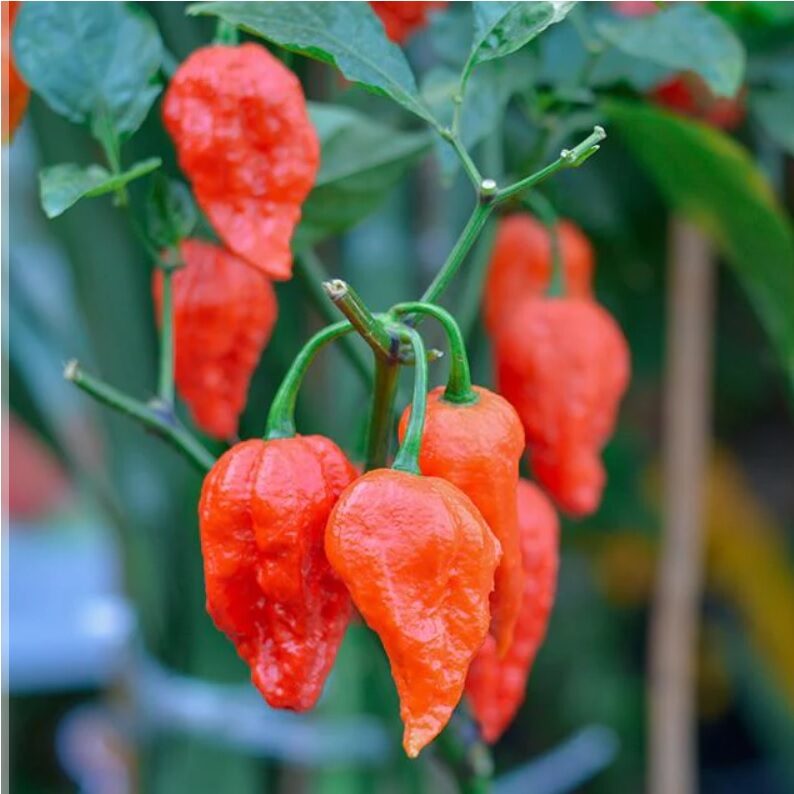 Ghost Pepper Dip Recipe: Taming the Heat So Everyone Can Eat