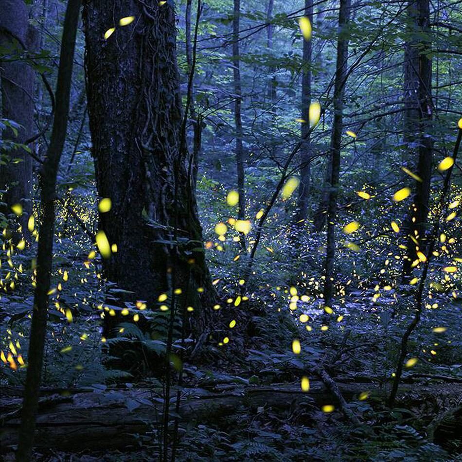 Dollywood May Add a New Dark Ride Based on Fireflies