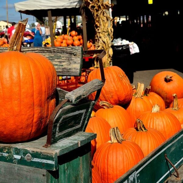 Budget Conscious Idea: Visit Fall Festivals Sponsored By Local Schools