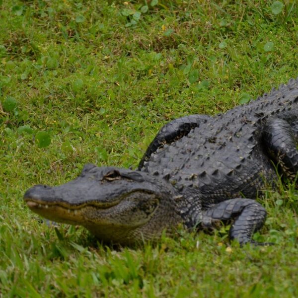 Florida Man Don’t Need Him Around Anyhow