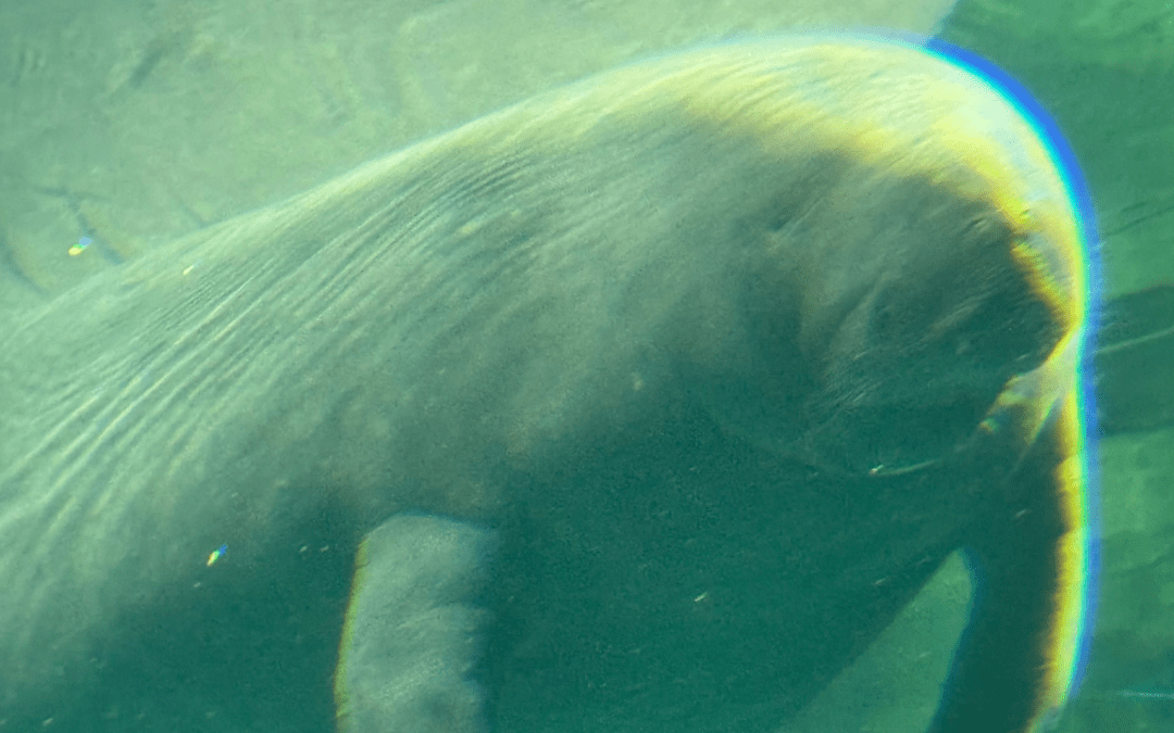 Walt Disney World Ditches Live Manatees at The Seas Pavilion, Is EPCOT Getting Further From Walt’s Original Vision?