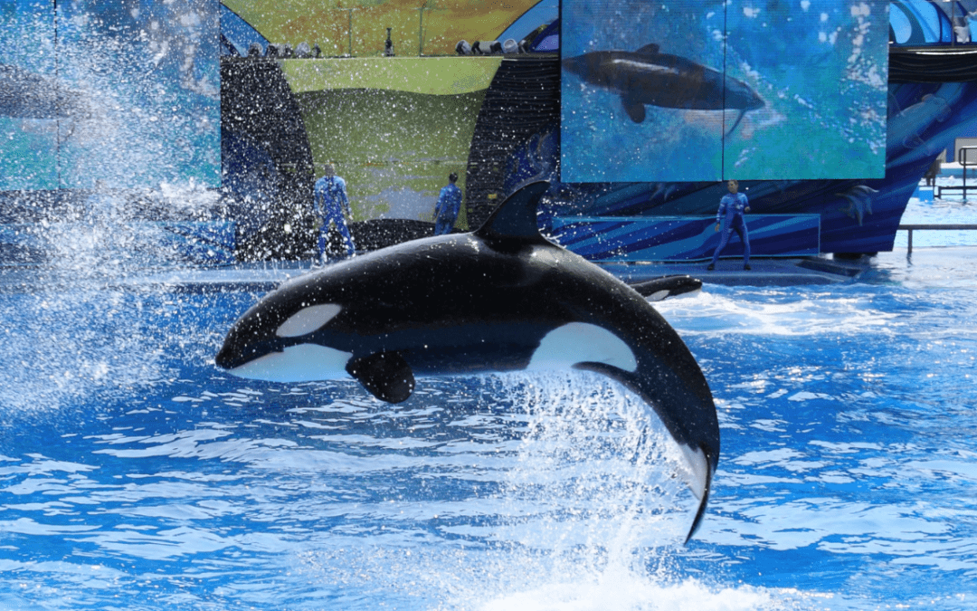Sea World to Addd Two More International Parks as Abu Dhabi Inspires Expansion