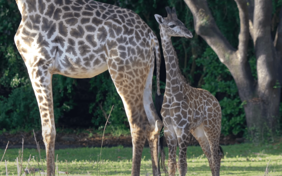 Baby Giraffe Born at Disney’s Animal Kingdom, Can be “Spotted” Now at Kilimanjaro Safaris