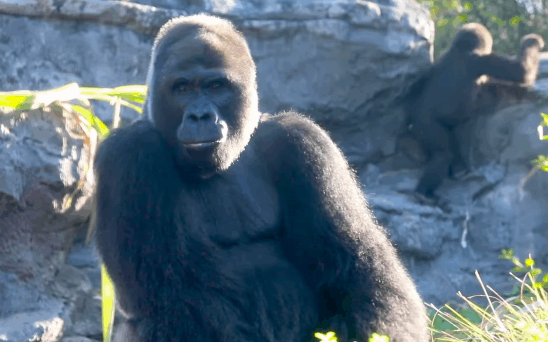 Gino, Western Lowland Gorilla Patriarch, Dies at Disney’s Animal Kingdom at Age 44