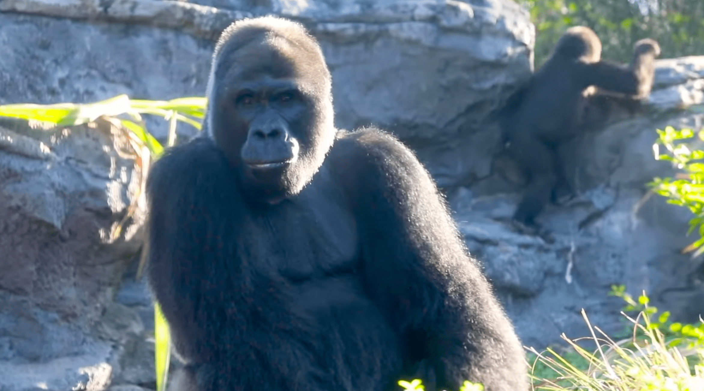 Gino the gorilla at Disney's Animal Kingdom