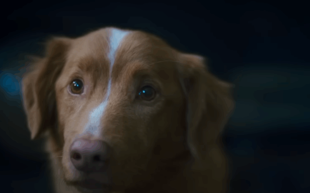 ‘Good Boy’ Brings Horror Home Through the Eyes of a Dog