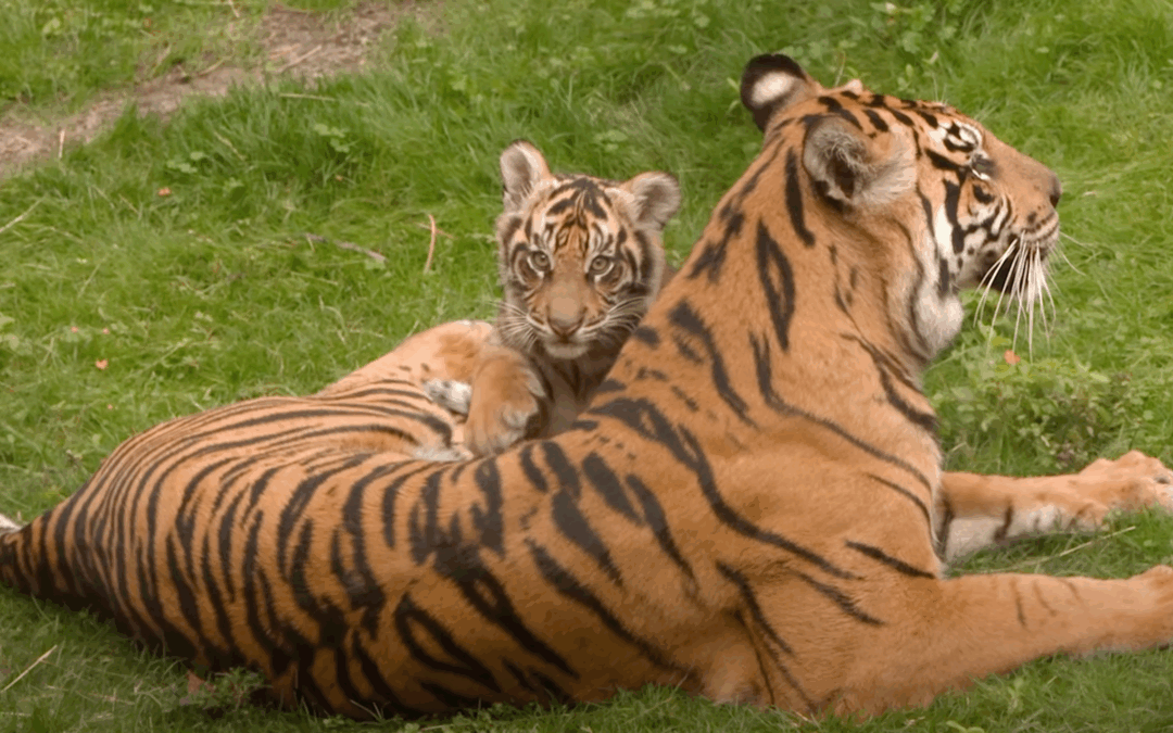 Bakso the Sumatran Tiger Turns One at Disney’s Animal Kingdom With Special Party