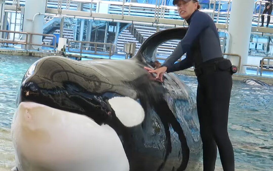 SeaWorld Orlando Announces Death of Beloved Killer Whale Katina at Age 50