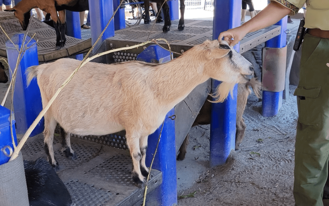 RUMOR: Affection Section Petting Zoo Closing at Disney’s Animal Kingdom