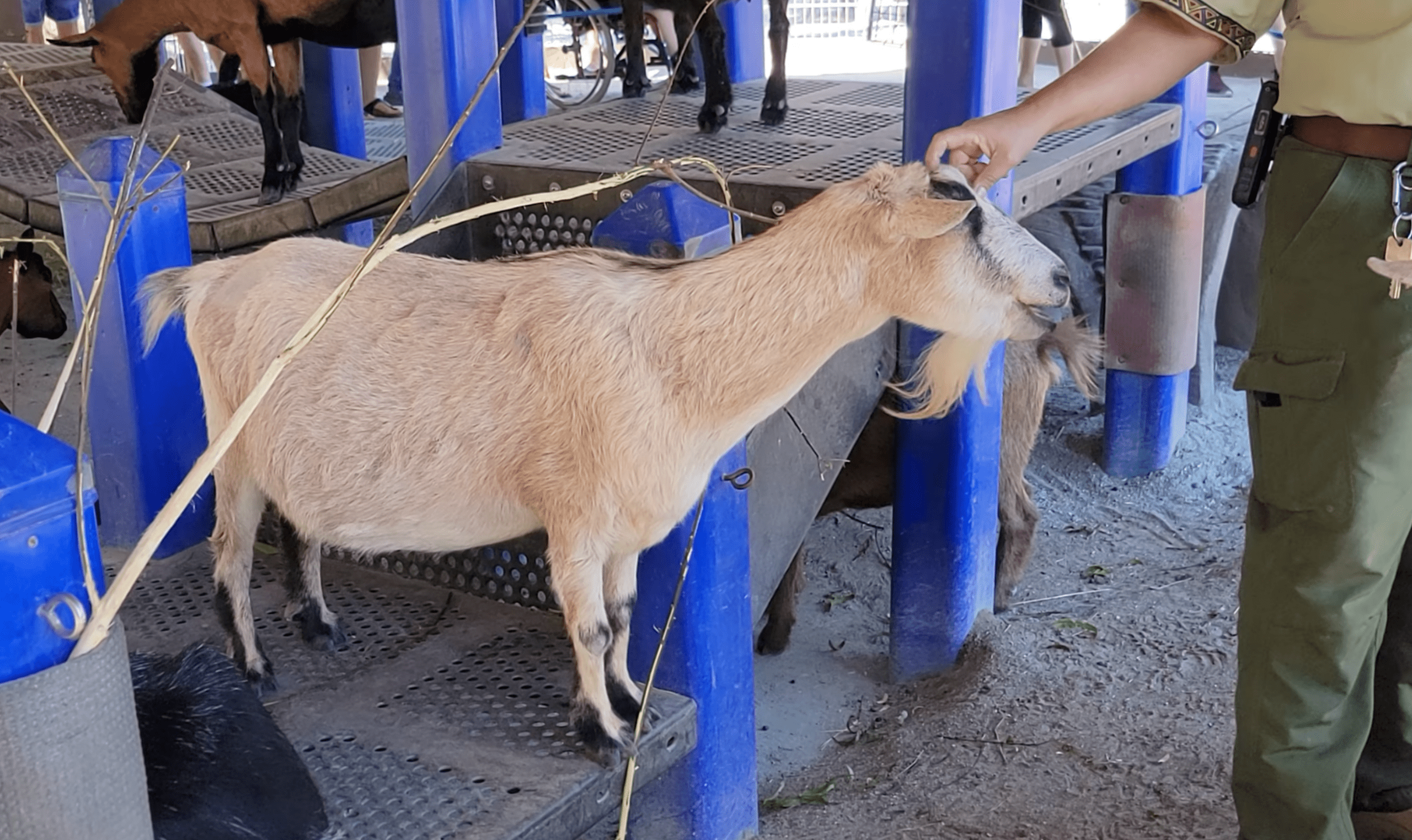 Goats at Affection Section petting zoo in Disney's Animal Kingdom in Walt Disney World