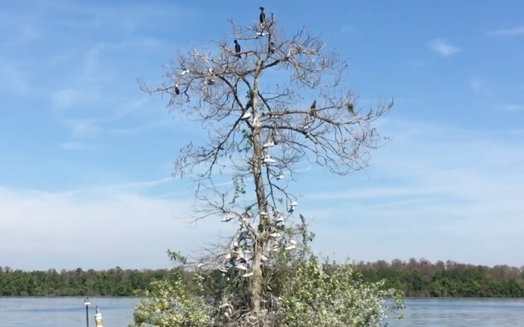 Shoe Tree Tradition Ends at Walt Disney World Amid Lakeshore Lodge Construction