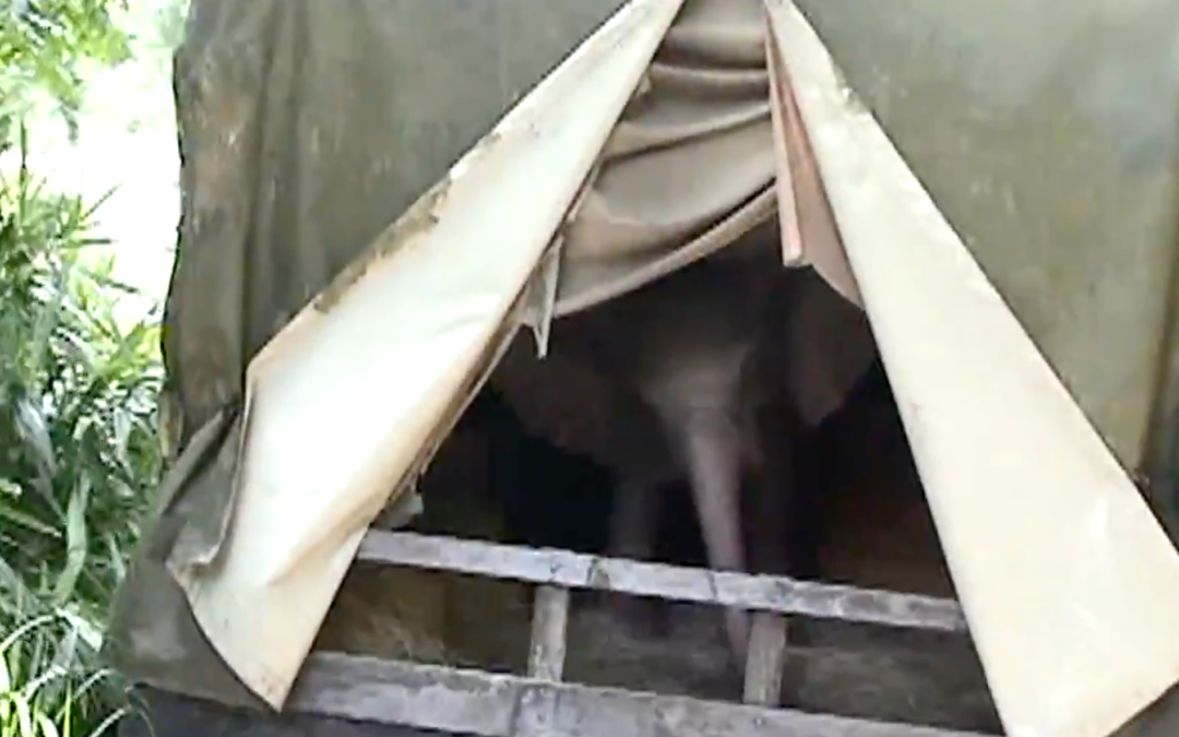 Little Red, Animatronic Baby Elephant, Returns to Disney’s Animal Kingdom