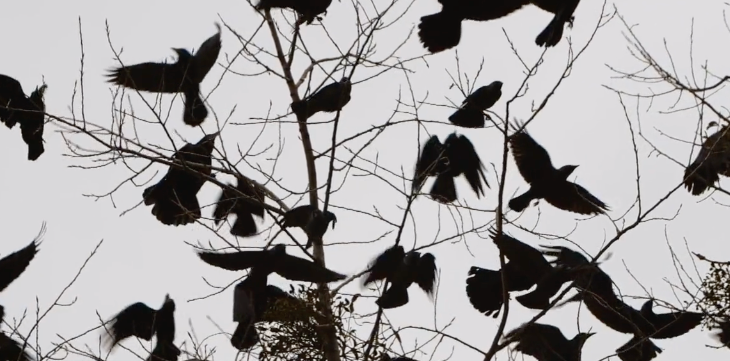 Where Even Shadows Fear to Tread Birds