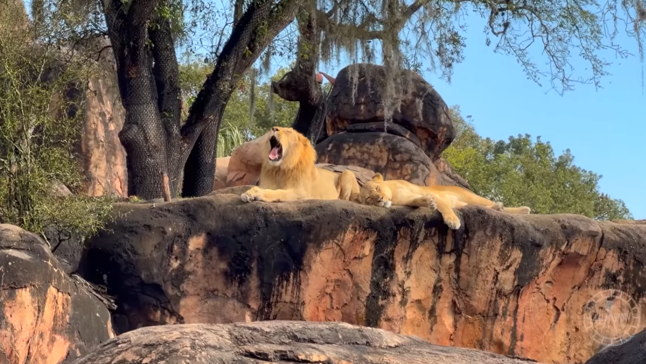 A male lion yawning next to a female lion lying down on top of a large rock at Kilimajaro Safaris