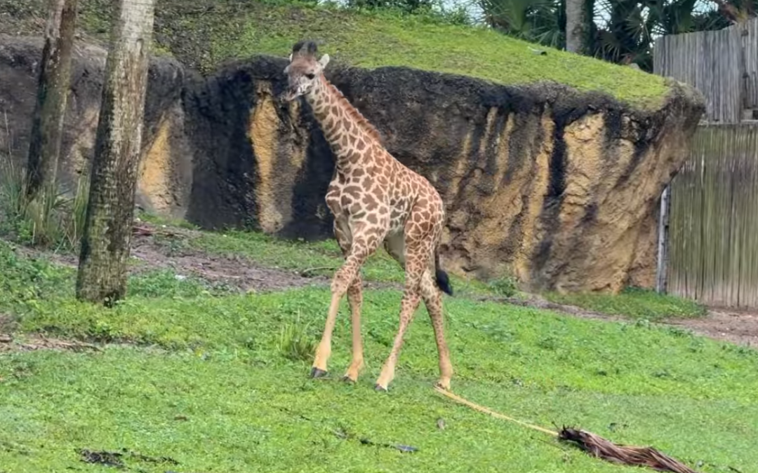 New Baby Giraffe Debuts at Disney’s Animal Kingdom in Kilimanjaro Safaris