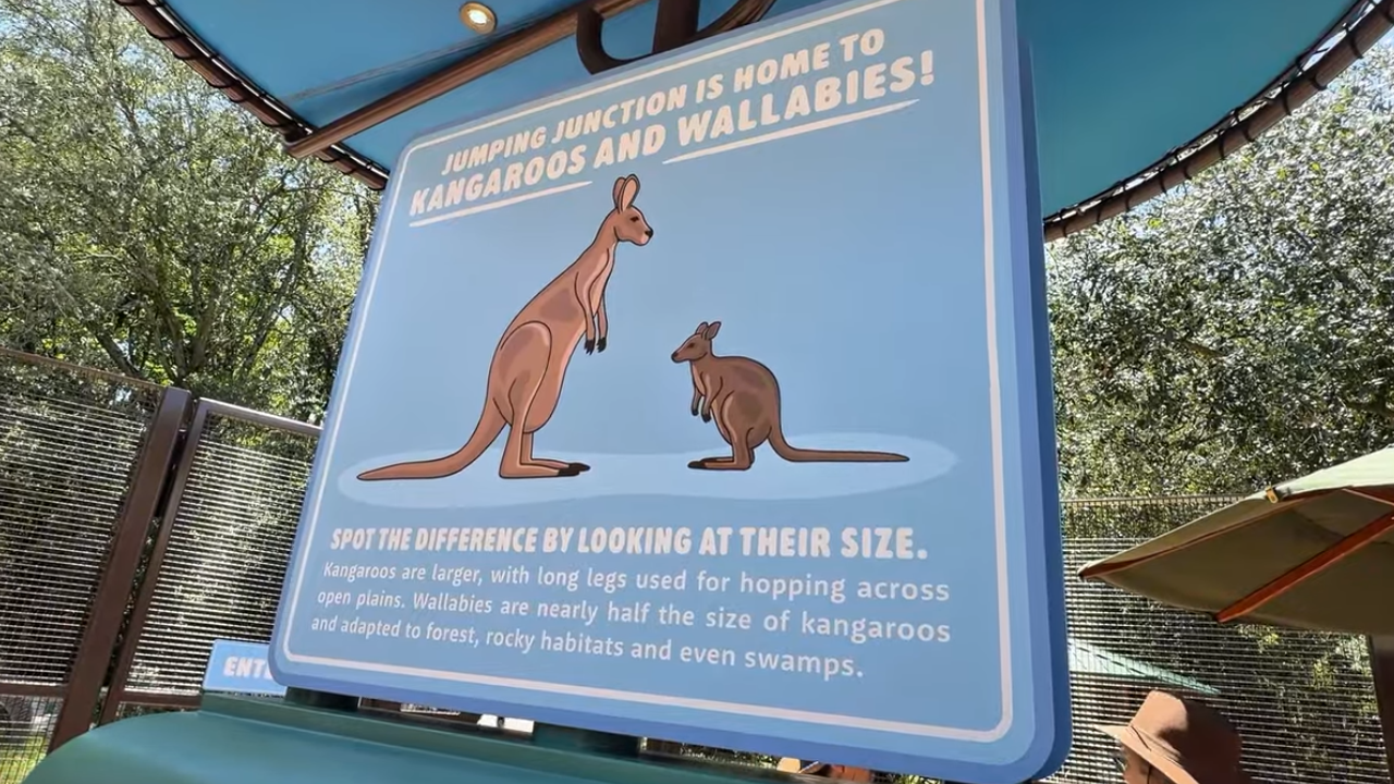 A blue sign distinguishing the difference between kangaroos and wallabies at Jumping Junction at Disney's Animal Kingdom