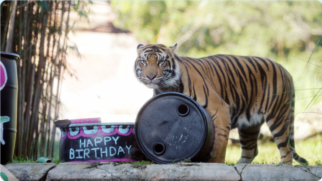 Basko The Tiger Will Leave Disney’s Animal Kingdom Very Soon