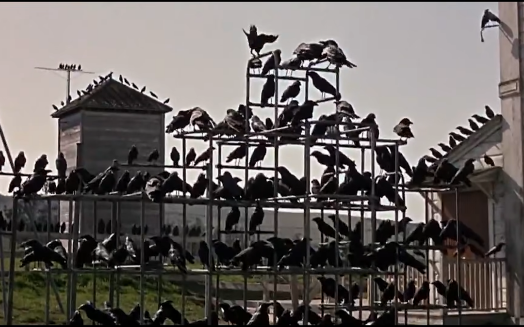 HBO To Develop Series Based on Hitchcock’s The Birds