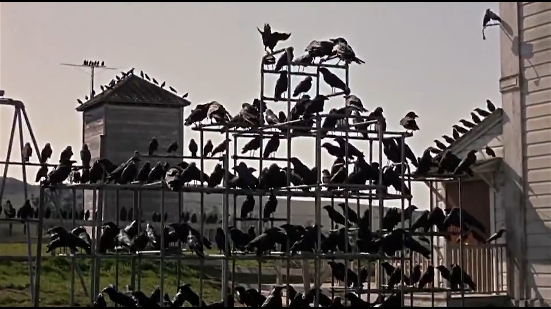 A huge flock of birds ominously covers playground equipment