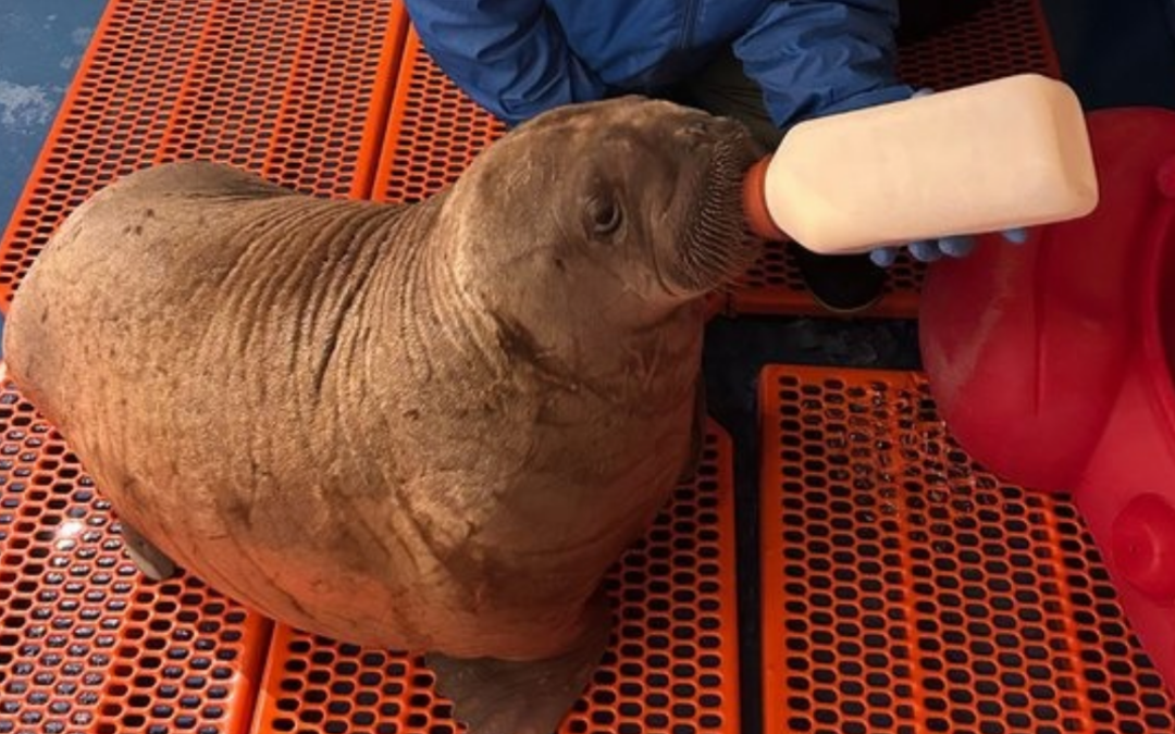 Baby Walrus Rescued in Alaska Finds a New Home at SeaWorld Orlando