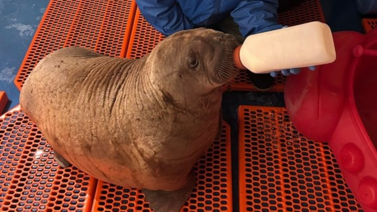 Sea World Baby Walrus Cover Baby Walrus drinking from bottle