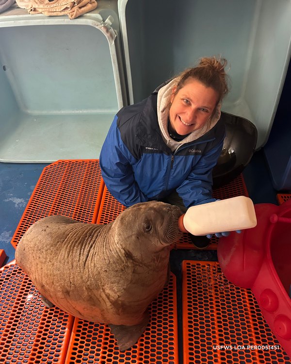 Baby Walrus drinking from bottle