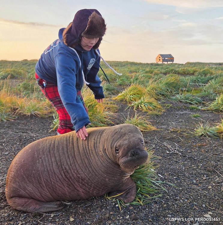 Baby Walrus